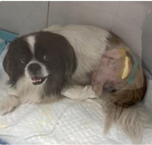 ccccccccccc-300x286 Cuiabá: Jovem fica ferido após ser atacado por pitbull durante passeio com outro cão