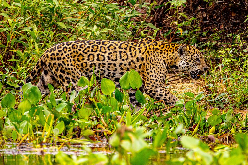 52472929401_d598727f5c_k-1 Conheça 4 destinos para aproveitar o feriado de Carnaval em MT