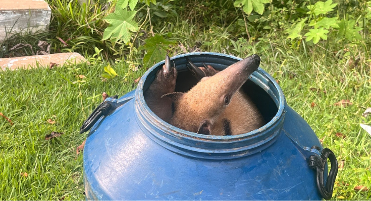 Design-sem-nome-11-1 Tamanduá-mirim é resgatado de residência e devolvido à natureza em área de mata