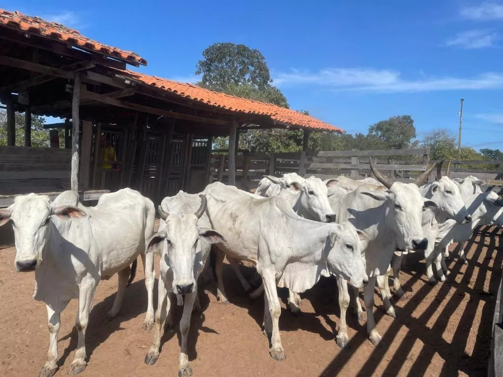 WhatsApp-Image-2025-07-03-at-19.51.55 Polícia Civil deflagra operação para apurar roubo de 90 cabeças de gado em fazenda em Cuiabá