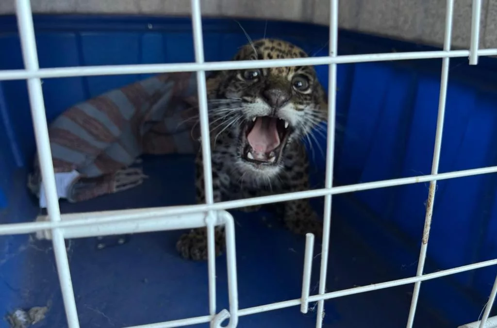 IMG-20250818-WA0086 Polícia Civil resgata filhote de onça-pintada em propriedade rural