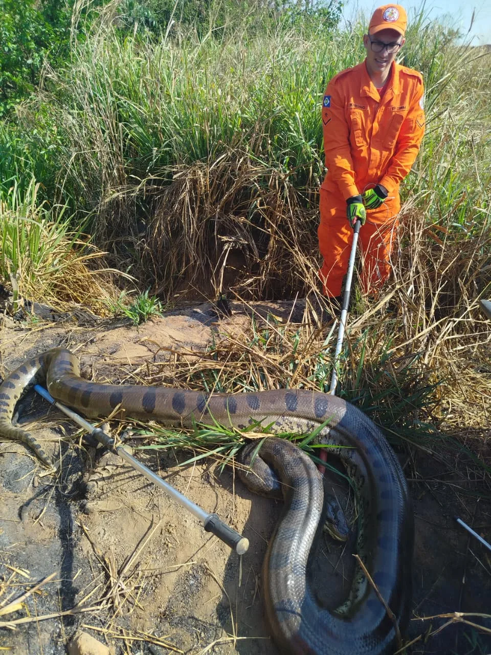 WhatsApp-Image-2025-09-06-at-09.27.23 Bombeiros capturam sucuri de 5 metros próxima à MT-449 em Lucas do Rio Verde