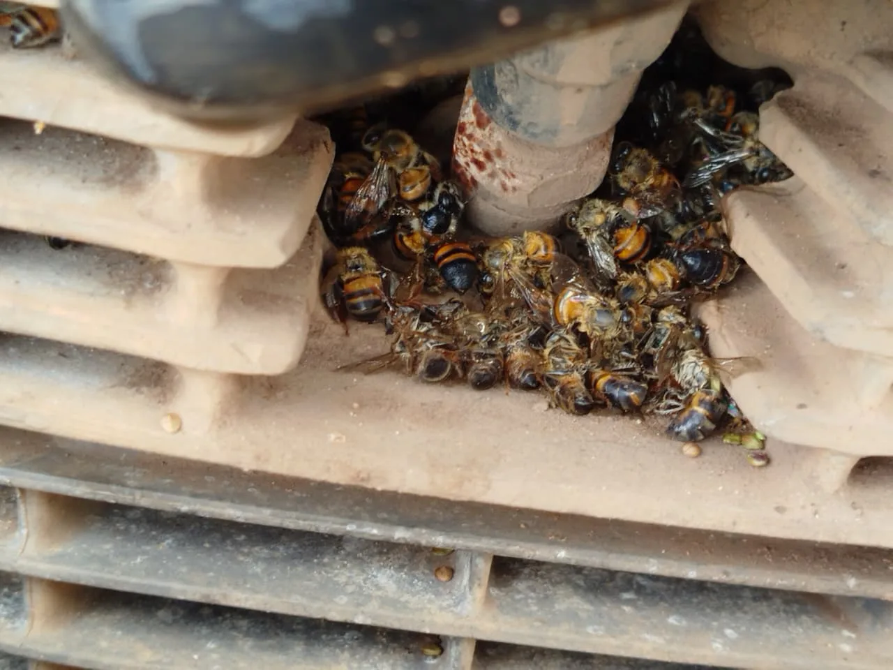 WhatsApp-Image-2025-12-19-at-12.25.25 Jovem escapa ileso de ataque de abelhas africanizadas na BR-163