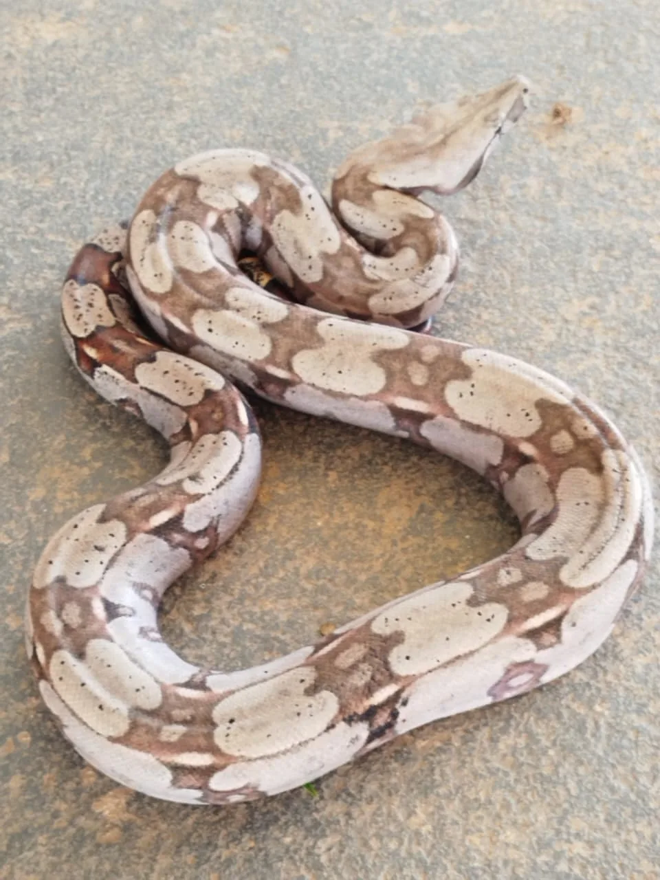 WhatsApp-Image-2026-02-06-at-15.20.26 Corpo de Bombeiros resgata jibóia  na MT-449, em Lucas do Rio Verde