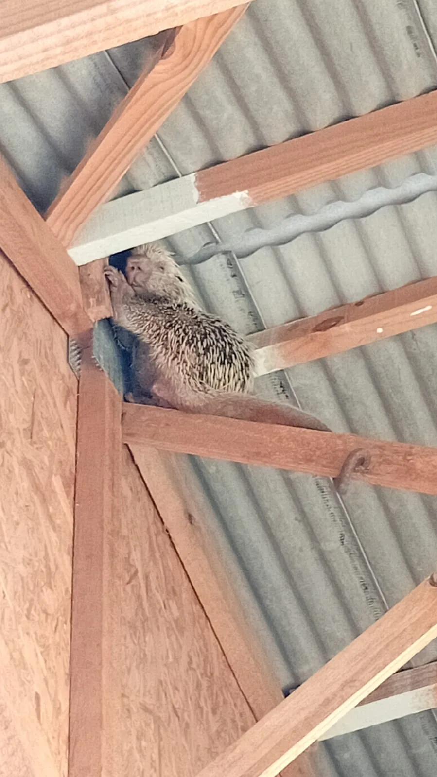 WhatsApp-Image-2026-02-19-at-16.49.20 Bombeiros resgatam ouriço-cacheiro ferido em telhado de construtora