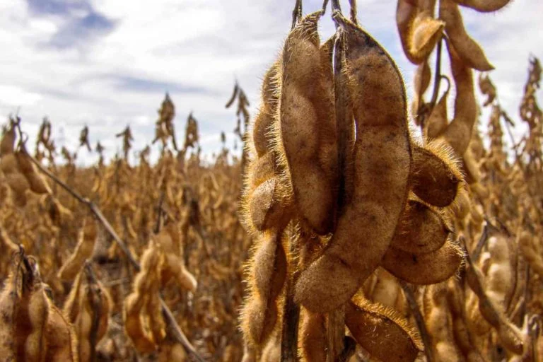 agro_soja_colheita_30jan23_Alfribeiro_Guettyimages-768x512-1 Excesso de chuva atrasa colheita de soja em algumas regiões e gera alerta a produtores de Mato Grosso