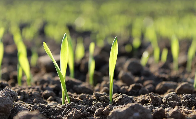 b0fe7e4f-51dd-4ebf-a418-2bb2cb5bdde6 Governo Federal altera decreto que regulamenta a Lei de Fertilizantes para adequação à Lei do Autocontrole