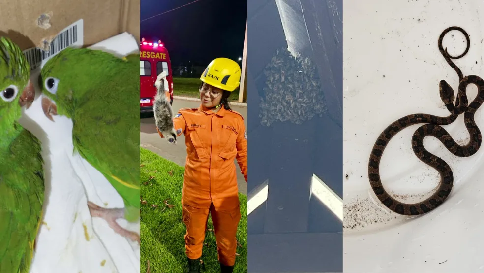 Design-sem-nome-91 Enxame de abelhas, serpente olho-de-gato, saruê e maritacas são resgatados pelo Corpo de Bombeiros
