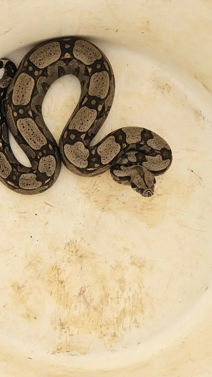 WhatsApp-Image-2026-03-06-at-14.56.39 Bombeiros resgatam jibóia encontrada em varanda de apartamento no centro da cidade