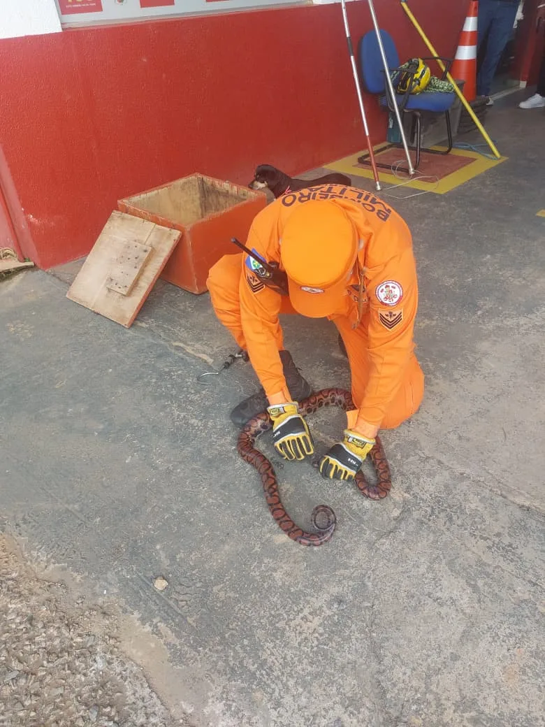 WhatsApp-Image-2026-03-06-at-19.49.58 Bombeiros resgatam jibóia encontrada em varanda de apartamento no centro da cidade