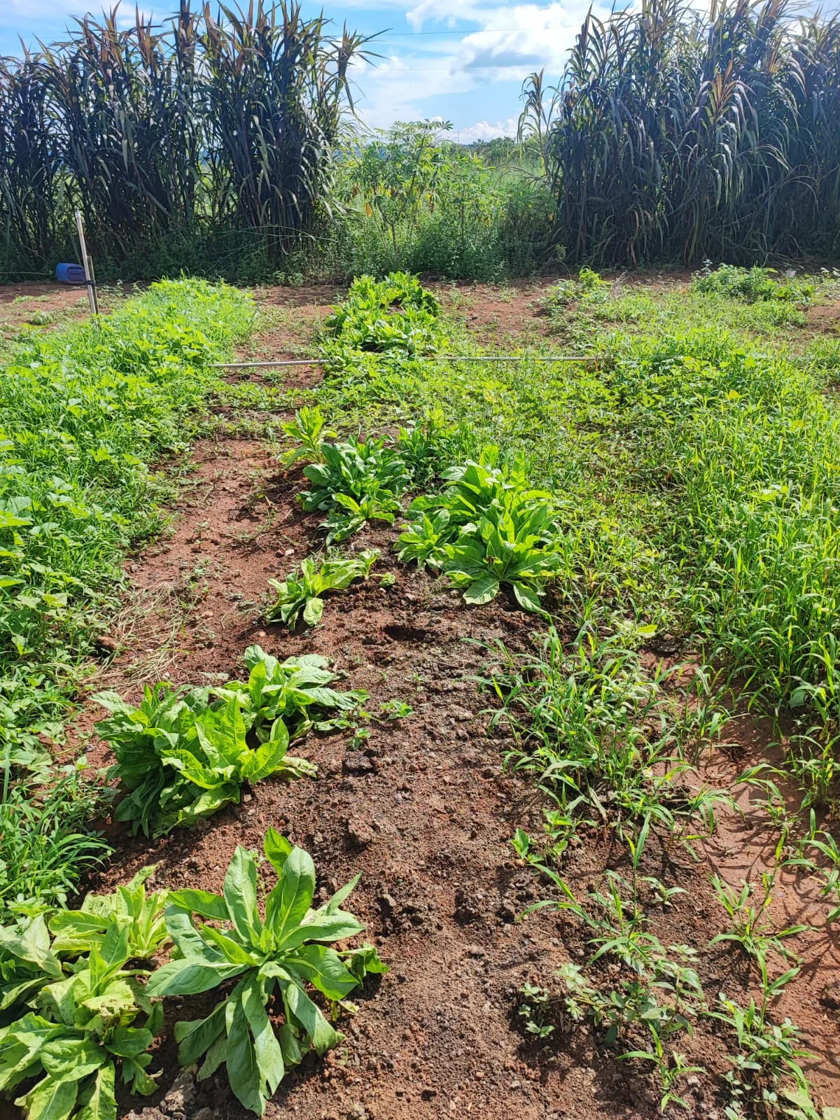 WhatsApp-Image-2026-04-10-at-15.43.50-3 Justiça determina reintegração de posse em área de assentamento em Vera; advogado anuncia recurso
