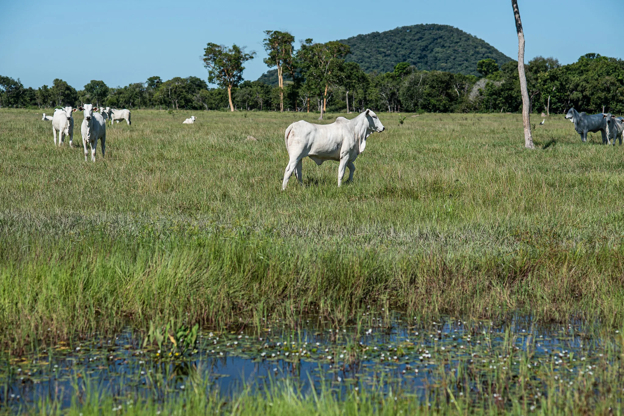 54352497194_0d30088090_k-1 Nova resolução estabelece regras para áreas úmidas e amplia segurança jurídica aos produtores rurais em Mato Grosso
