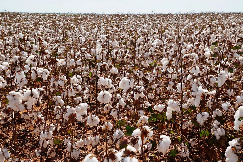 54661968345_aa74659ddb_c Chuvas e frio úmido atrasam início da colheita do algodão em Mato Grosso e acendem alerta para qualidade da fibra, aponta Imea