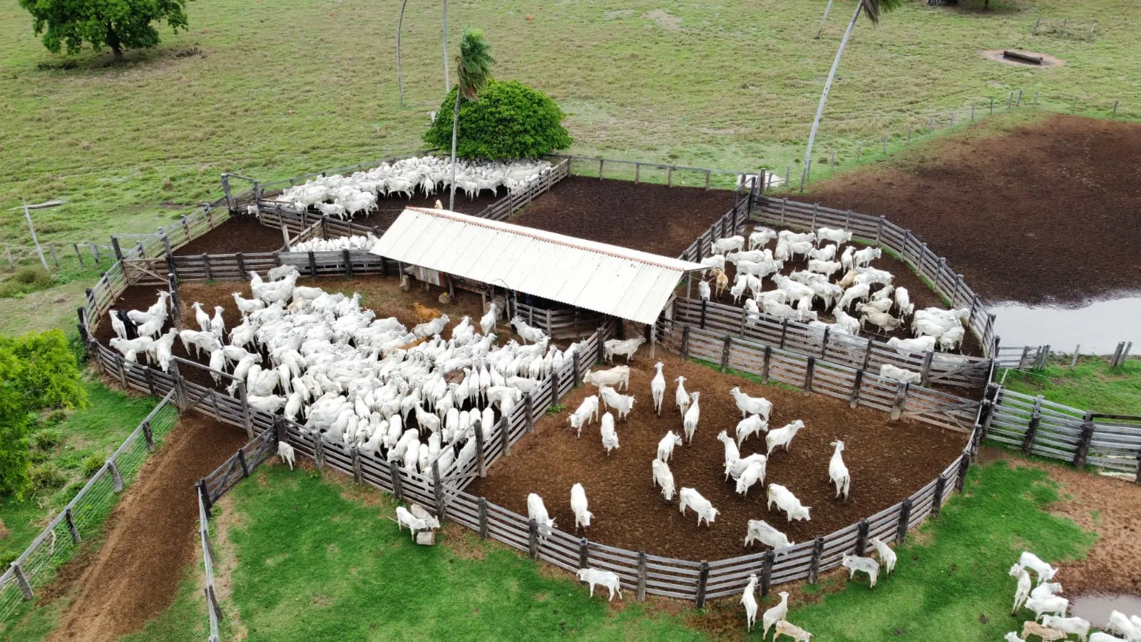 Bois Mato Grosso registra maior abate bovino da história para um primeiro semestre, aponta Imea