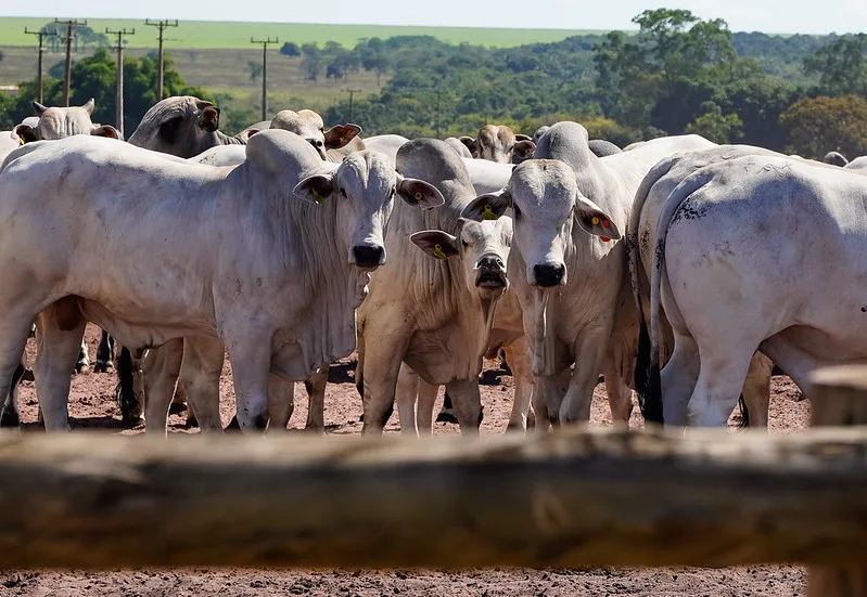 Pecuaria_2-1 Famato e entidades alertam para impactos de regras europeias na pecuária brasileira