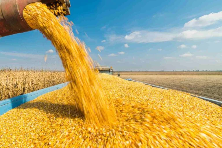 agro_milho_colheita_30nov22_Fotokostic_Guettyimages-768x512-1 Mato Grosso deve colher safra recorde de milho, com produção estimada em 57 milhões de toneladas, aponta Imea