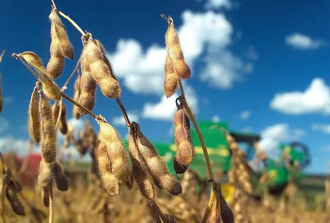 images Exportações de soja do Brasil batem recorde no primeiro semestre de 2026; Mato Grosso lidera embarques