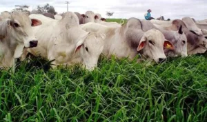 008ae28820fe99a9e50d4590cf49c149-300x177 Simpósio mostra como elevar o lucro da pecuária a pasto
