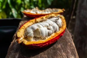 54476088239_e85ff77a1e_c-300x200 Cacau ganha espaço em Mato Grosso como alternativa de renda para produtores rurais
