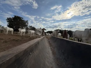 55366884339_9e05f29334_c-1-300x225 Confinamento em MT cresce 43% e deve atingir 1,33 milhão de animais em 2026, aponta Imea