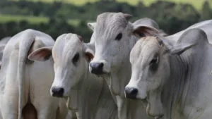 ARTE-63-300x169 Exportações de carne bovina de Mato Grosso recuam 7,7% em julho, aponta Imea