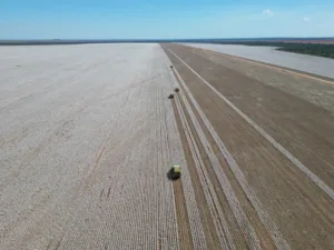 Colheita-Algodao-300x225 Colheita de algodão em MT atinge 88,66% e deve ser concluída na 1ª quinzena de setembro, estima Imea