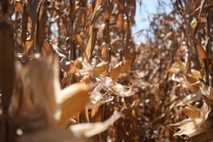 MIlho-300x200 MT encerra colheita da 2ª safra de milho com 100% da área colhida, confirma Imea