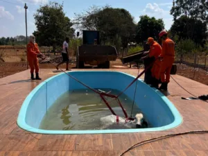 WhatsApp-Image-2026-08-29-at-10.47.35-300x225 Bombeiros resgatam boi que caiu em piscina de residência em Poconé