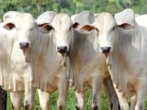 coronavirus-boi-gordo-jpg-iioo-300x225 Margens mais apertadas no mercado do boi gordo em Mato Grosso
