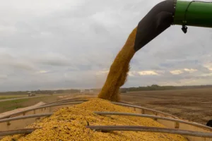 Colheita-soja-MT-Imea-1-300x200 Maior esmagamento de soja em MT eleva exportações de farelo em 10,26% e de óleo em 26,76%, diz Imea