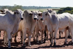 Pecuaria_Imea-300x200 Suspensão da União Europeia desafia MT a buscar novos mercados para a carne bovina