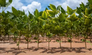 54661897364_554ce1257e_c-300x182 Semeadura da soja ultrapassa 50% da área em Mato Grosso, aponta Imea
