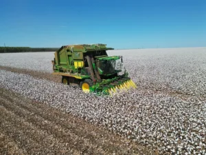 55400489668_b9ffe29e4e_c-1-300x225 Produção de algodão cai 6,92% mesmo com rendimento recorde por hectare em MT, aponta Imea