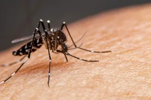 mosquito-dengue-scaled-1-2048x1366-1-300x200 Sorriso registra 78 casos de dengue e 30 de Chikungunya em nove meses